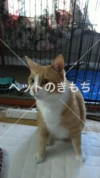 保護猫の画像
