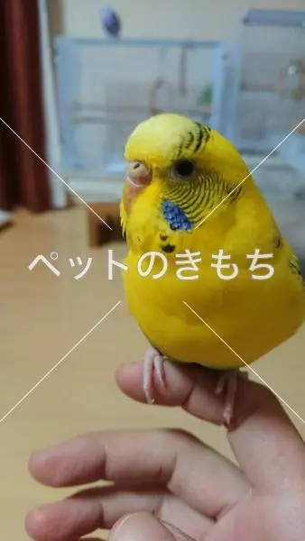 迷子鳥の画像