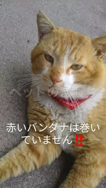 迷子猫の画像