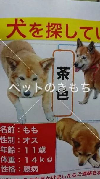 迷子犬の画像