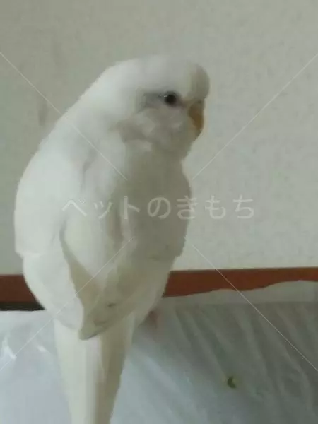 迷子鳥の画像