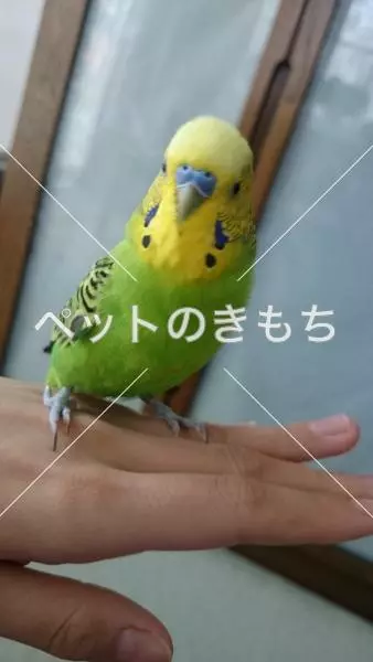 迷子鳥の画像