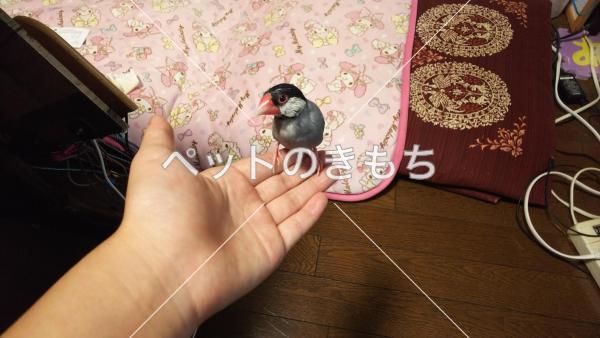 迷子鳥の画像