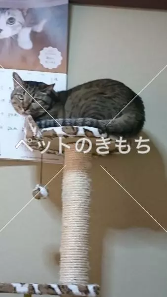 迷子猫の画像