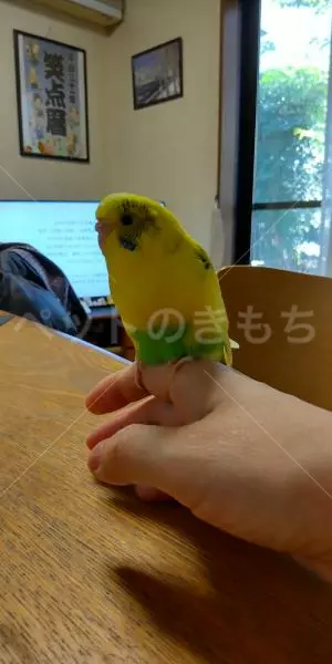 迷子鳥の画像