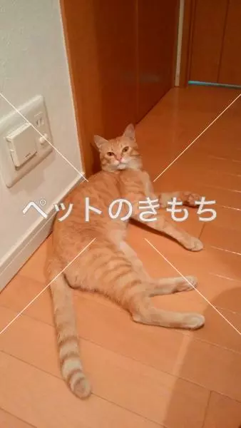 保護猫の画像