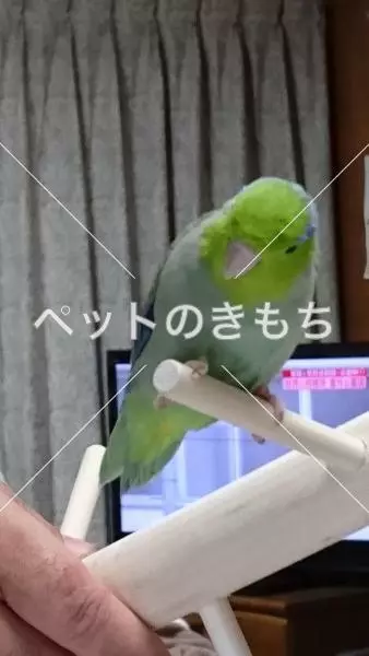 コメント投稿の画像