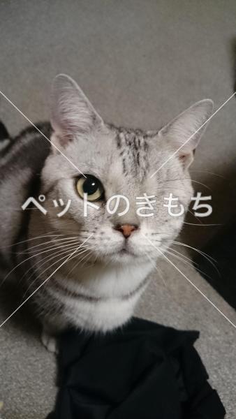 迷子猫の画像