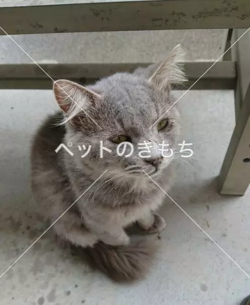 保護猫の画像