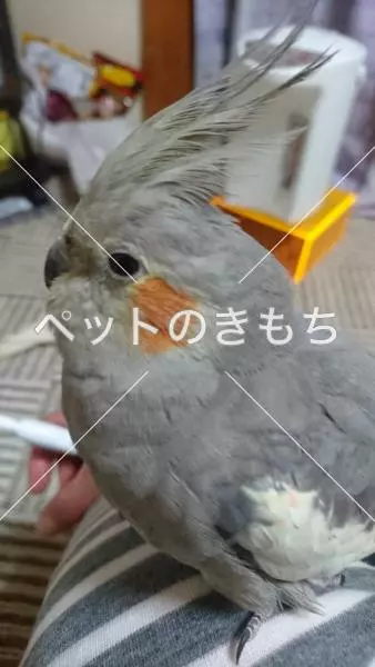 迷子鳥の画像