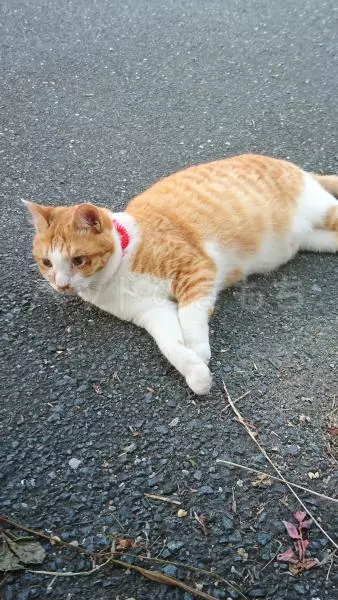 迷子猫の画像