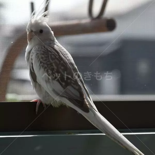迷子鳥の画像