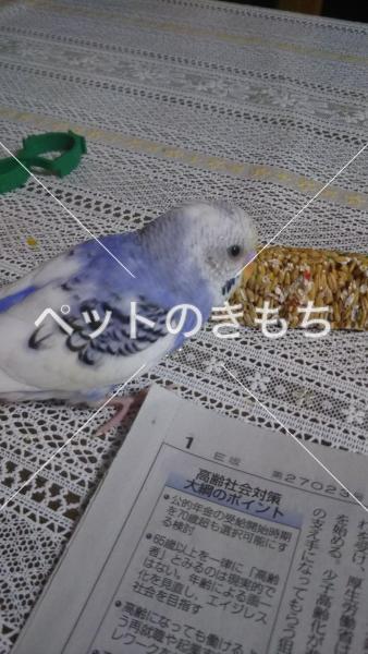 迷子鳥の画像