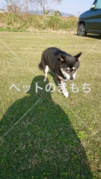 迷子犬の画像