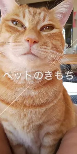 迷子猫の画像