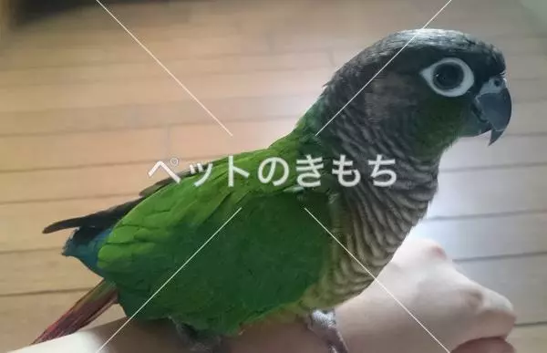 迷子鳥の画像