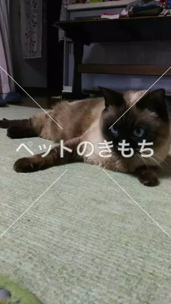 迷子猫の画像