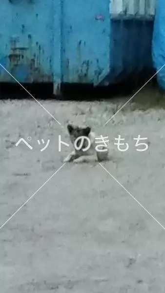 コメント投稿の画像