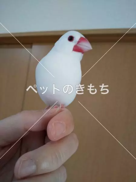 迷子鳥の画像