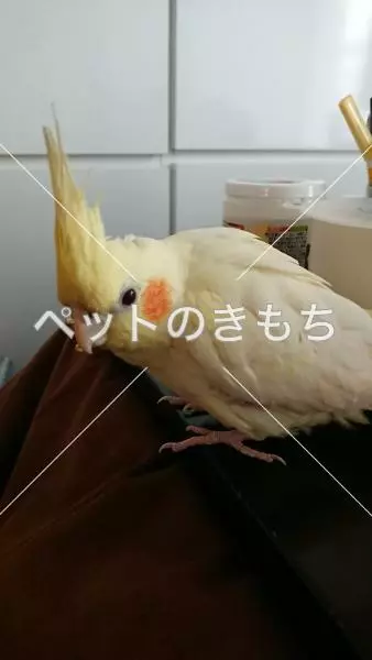 迷子鳥の画像