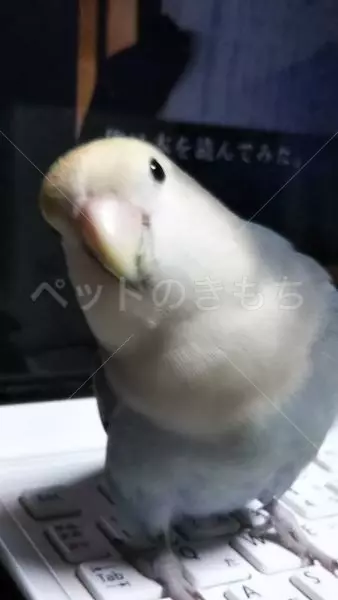 迷子鳥の画像