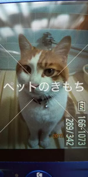 迷子猫の画像