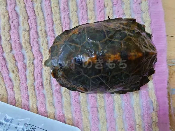 迷子ペットの画像