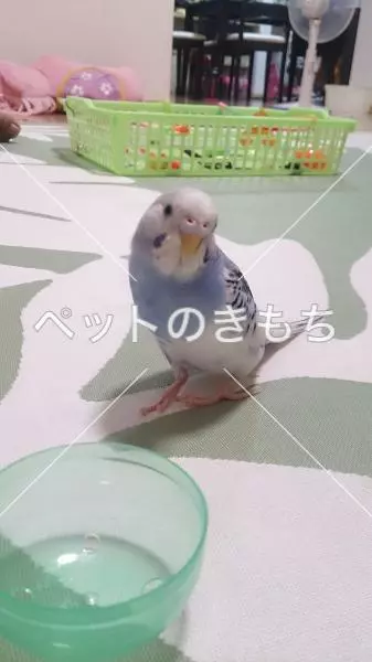 迷子鳥の画像