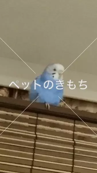 迷子鳥の画像