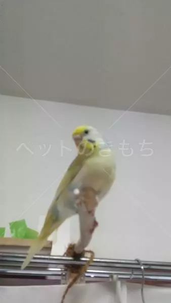 迷子鳥の画像