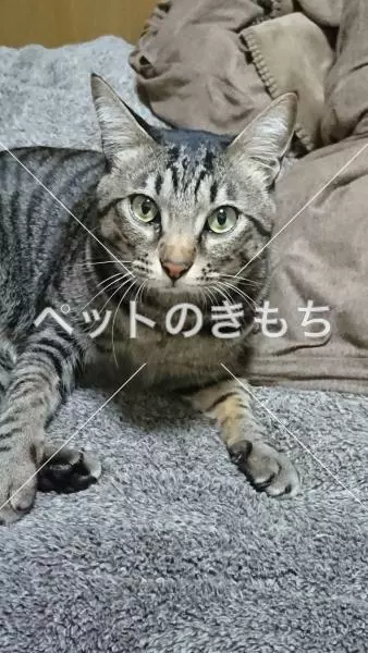 迷子猫の画像