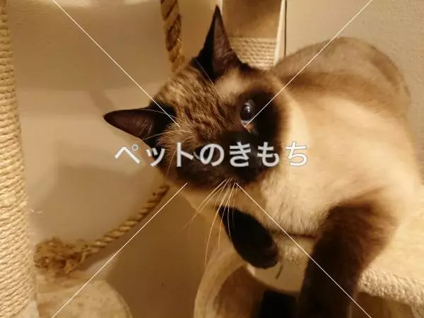 迷子猫の画像