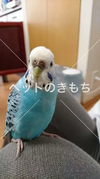 コメント投稿の画像