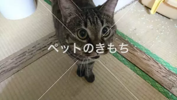 迷子猫の画像