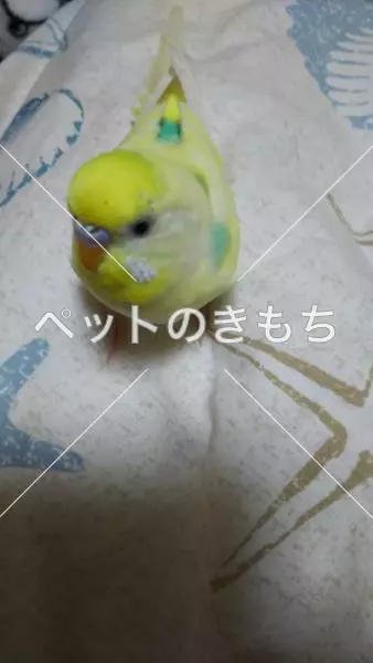 迷子鳥の画像