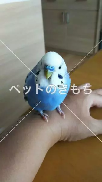 迷子鳥の画像