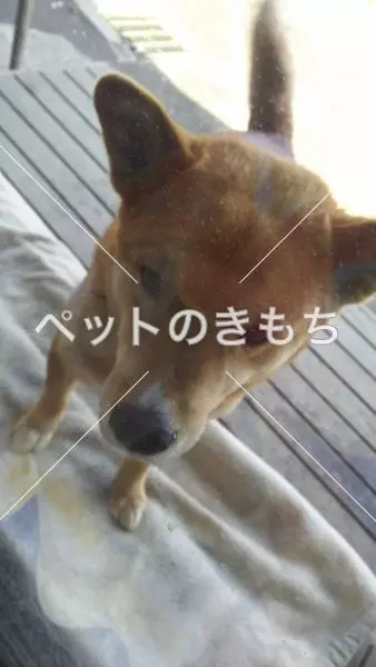 迷子犬の画像