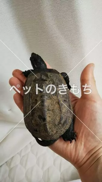 迷子ペットの画像