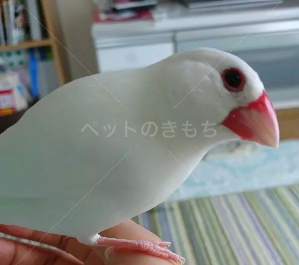 迷子鳥の画像