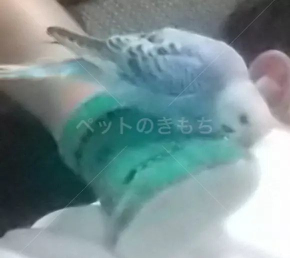 迷子鳥の画像