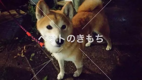 保護犬の画像