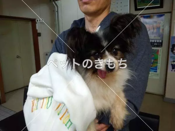 迷子犬の画像