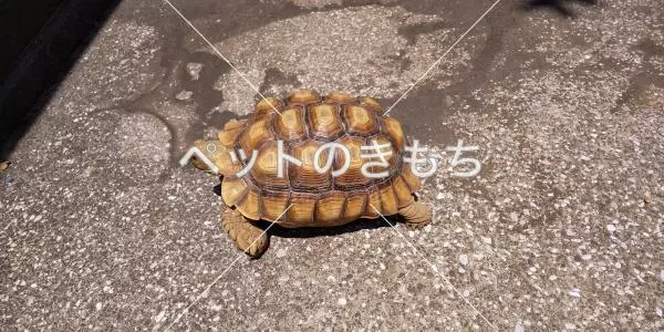 保護ペットの画像