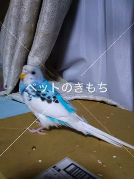 迷子鳥の画像