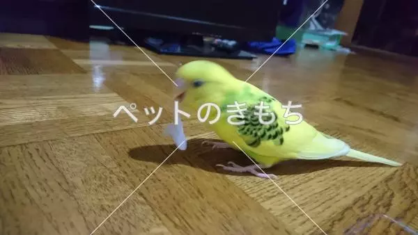 迷子鳥の画像