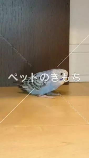 保護鳥の画像