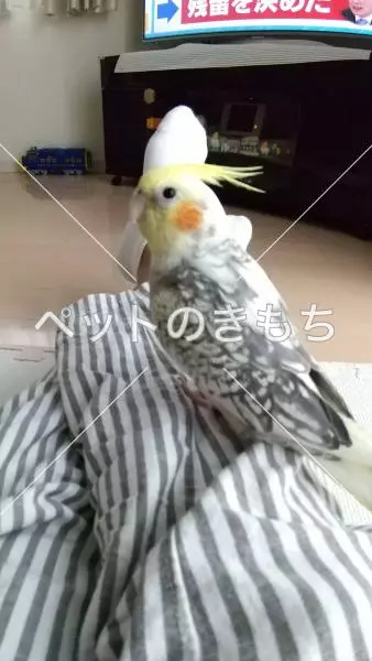 迷子鳥の画像