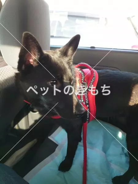 迷子犬の画像