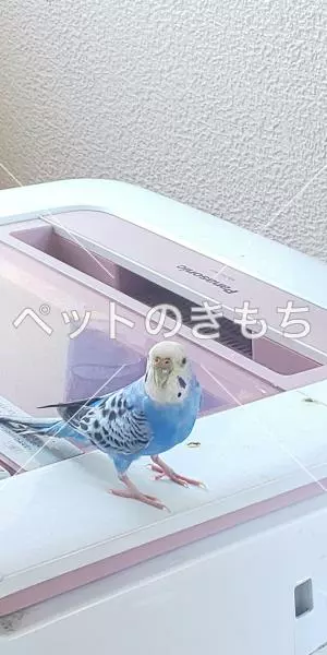 コメント投稿の画像