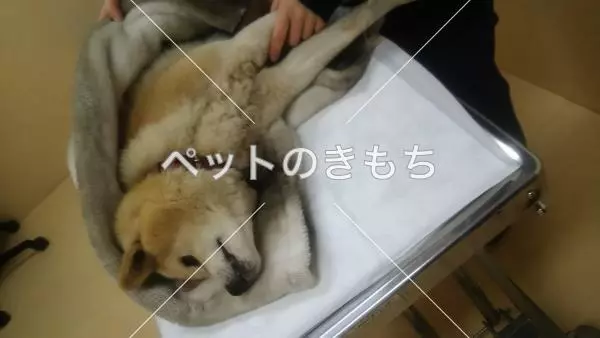 保護犬の画像